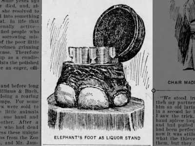 Elephant's Foot as a Liquor Stand